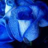 484941197006090240 from fansly