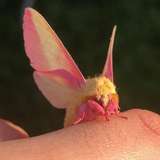 rosy_lepidoptera from onlyfans