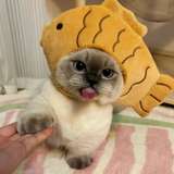 catbackwdp from onlyfans